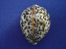 Cypraea tigris polinesia usato  Napoli