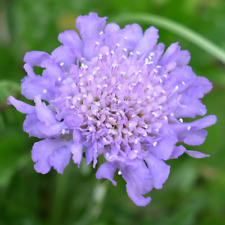 Scabiosa butterfly blue for sale  UK