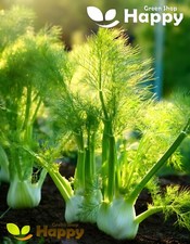 Herb fennel florence for sale  DONCASTER