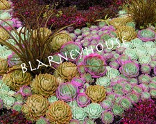 Beautiful edited succulent for sale  Everson