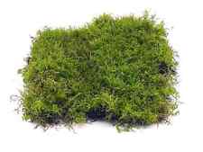 Live carpet moss for sale  LONDON