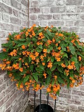 Begonia sutherlandii plant for sale  CREWE