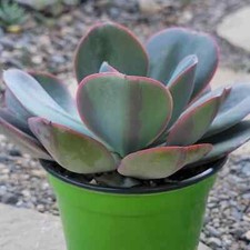 Echeveria green pacific for sale  Fresno