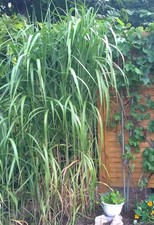 Chinaschilf elefantengras . gebraucht kaufen Chinaschilf elefantengras . gebraucht kaufen  Berlin