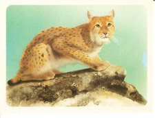Disney fiche animaux d'occasion  Buxerolles