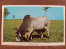 Brahman bull fl for sale  Beckley