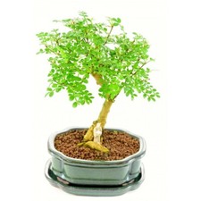 Moringa bonsai tree for sale  BROCKENHURST