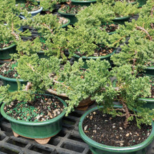 Live green mound for sale  Clinton