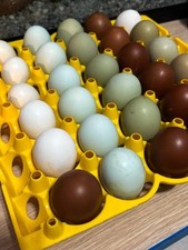 Uova feconde fertili usato  Messina
