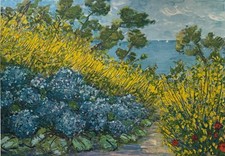 Ortensie tra ginestre usato  Taranto
