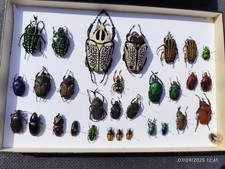 Cadre vitrine insecte d'occasion  Bourges