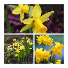 Tete tete narcissus for sale  CANTERBURY