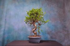 Tiger bark ficus for sale  North Fort Myers