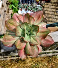 Echeveria saong huge for sale  CLACTON-ON-SEA