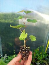 Grape vine black for sale  BURTON-ON-TRENT