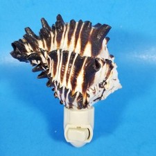Sea shell night for sale  Orange City