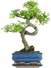 Bonsai baum keramik gebraucht kaufen  Fuchsmühl