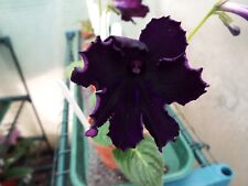 Streptocarpus gothic for sale  MAIDENHEAD