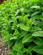 Menta piperita mentha usato  Trappeto