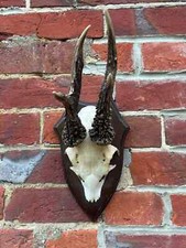 Nice real abnormal for sale  UK