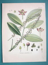 Planta JABORANDI Pilocarpus Pinnatifolius - Linda estampa botânica colorida comprar usado  Enviando para Brazil
