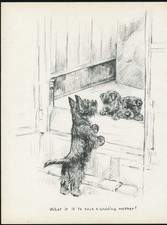 Scottish terrier mother for sale  COLEFORD