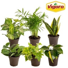 Assorted foliage indoor for sale  San Jose