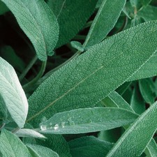 Extrakta sage seeds for sale  Tarpon Springs