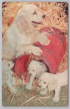 Animal dog cocker for sale  Newton