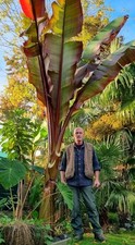 Ensete ventricosum maurelii gebraucht kaufen  Bad Lippspringe
