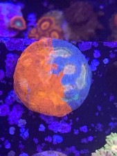 Bugatti chalice coral for sale  STOCKPORT