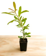pomegranate trees for sale pomegranate trees for sale Winnetka