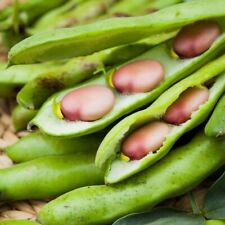 Broad bean pink for sale Broad bean pink for sale  SALISBURY