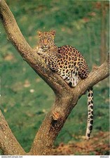 Animaux léopards leopard d'occasion  Fruges