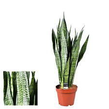 Bogenhanf sansevieria zeylanic gebraucht kaufen  Wurzen