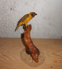 Moineau tisserin naturalisé d'occasion  France