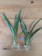 Green spider plant for sale  Pueblo