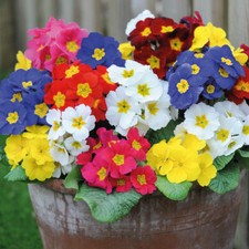 Polyanthus plugs flowers for sale  IPSWICH