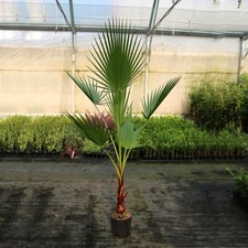 Palma messicana washingtonia usato  Valmacca
