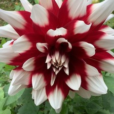 Dahlie duet . gebraucht kaufen Dahlie duet . gebraucht kaufen  Herne