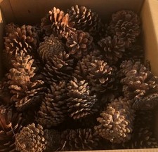 Ponderosa pine cones for sale  Richmond