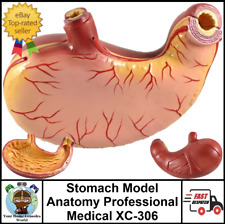 Stomach model anatomy for sale  MANSFIELD