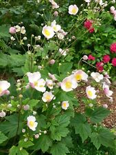 Japanische anemone herbstanemo gebraucht kaufen  Berlin
