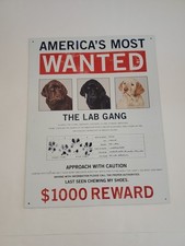 America wanted lab for sale  Tijeras