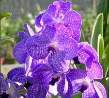 Vanda manuvadee many for sale  San Francisco