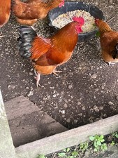 Eggs new hampshire for sale  Franklin