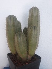 San pedro kaktus gebraucht kaufen  Lünen