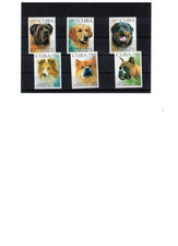 Karibik hunde 5122 gebraucht kaufen  Berlin