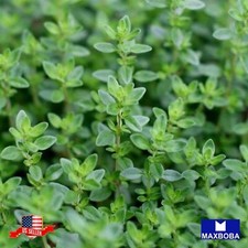 1500 thyme seeds for sale  Waltham