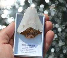 Wow genuine megalodon for sale  UK